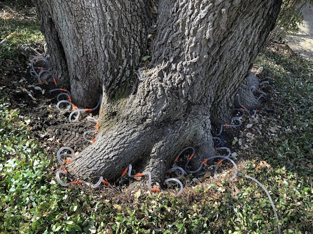 Detailed Tree Cabling and Bracing job site in Dresser