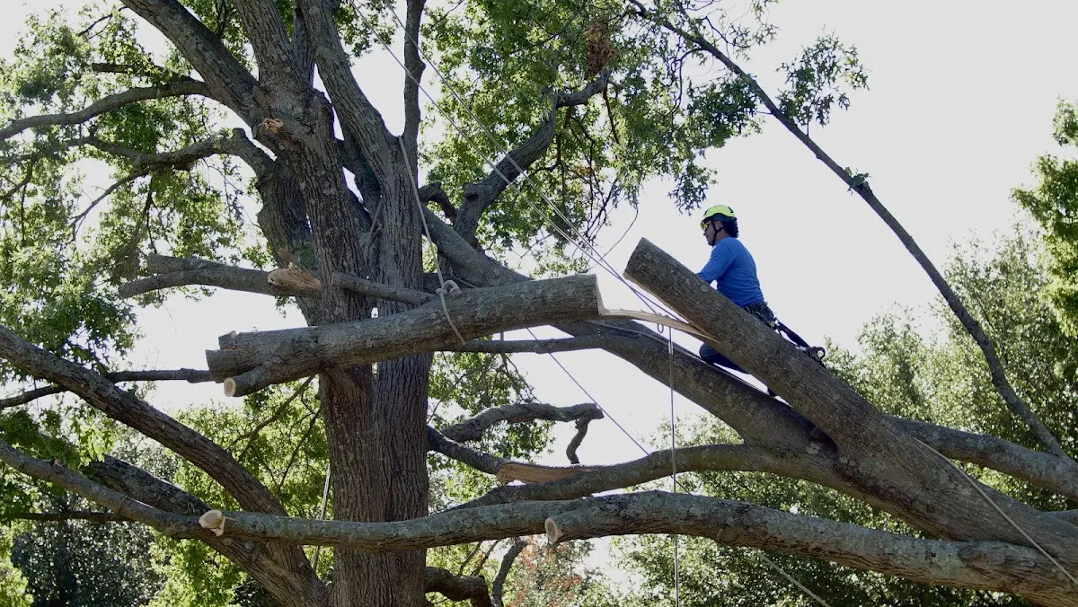 Professional Crown Thinning performed by certified arborists in Dresser