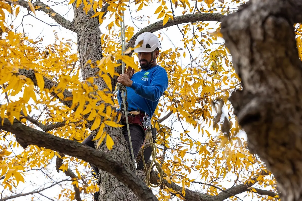 Skilled Tree Pruning crew working in Dresser