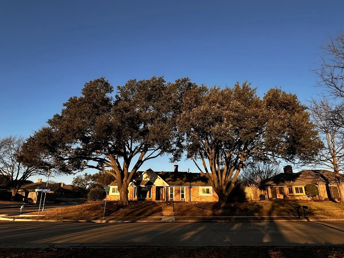 Established residential canopy tree shading a home in Dresser